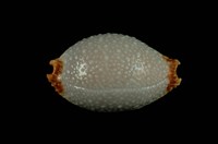 藏品(鯊皮寶螺)的圖片